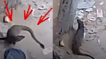 حيوان غامض يثير ذعر سكان الفيوم والذكاء الاصطناعي يطلق تحذيراً بشأنه